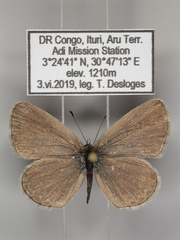 Zizina otis antanossa
