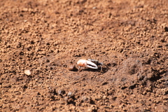 Austruca occidentalis