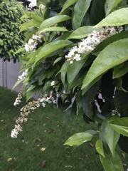 Prunus lusitanica