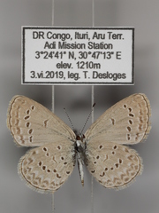 Zizina otis antanossa