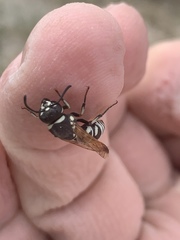 Euodynerus exoglyphus