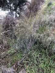 Eragrostis infecunda