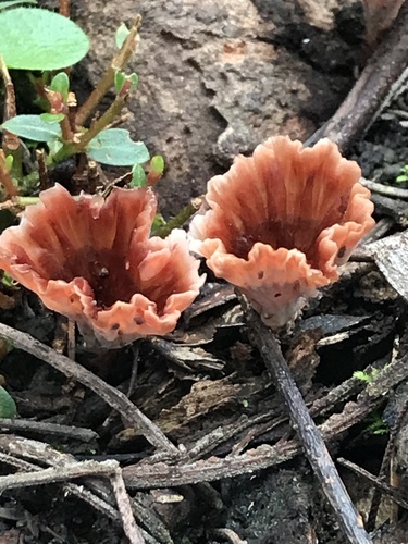 Wine Glass Fungus
