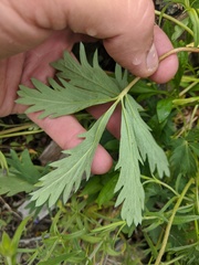 Potentilla drummondii