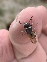 Euodynerus exoglyphus