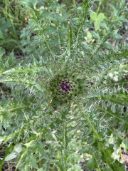 Cirsium drummondii