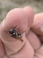 Euodynerus exoglyphus