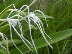Hymenocallis caribaea