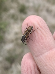 Euodynerus exoglyphus