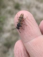 Euodynerus exoglyphus