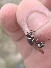 Euodynerus exoglyphus