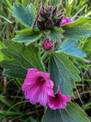Sidalcea malviflora malviflora