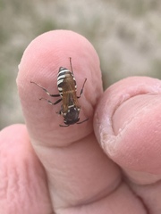 Euodynerus exoglyphus