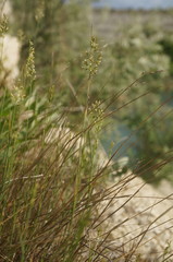Poa sterilis