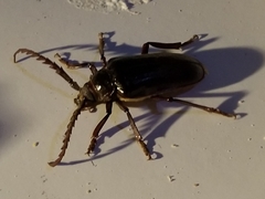 Prionus californicus