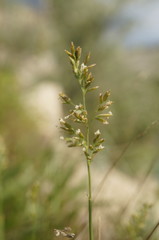 Poa sterilis