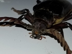 Prionus californicus