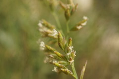 Poa sterilis