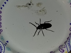 Prionus californicus