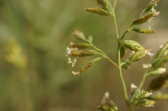 Poa sterilis