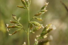Poa sterilis