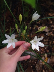 Triteleia