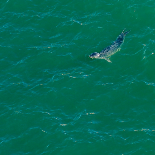 Monachus monachus