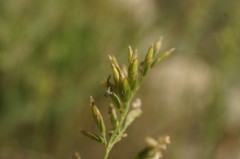Poa sterilis