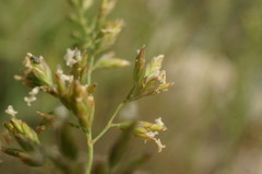 Poa sterilis