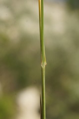 Poa sterilis