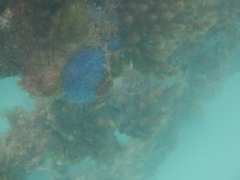 Clavelina moluccensis