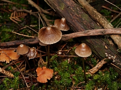 Mycena albidofusca