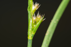 Juncus articulatus