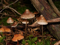 Mycena albidofusca