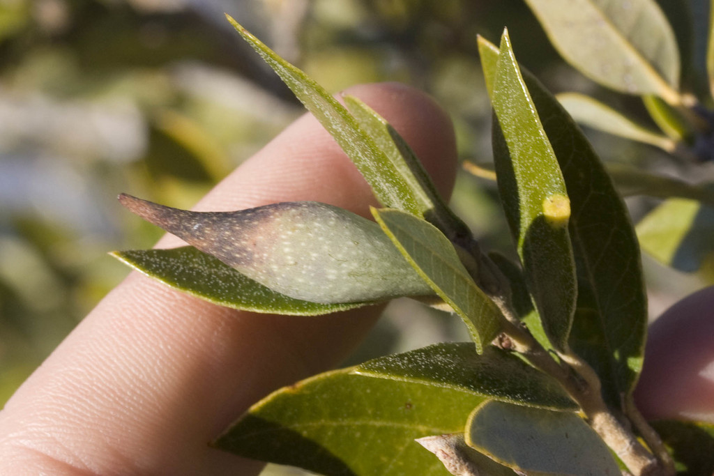 Beaked Spindle Gall Wasp