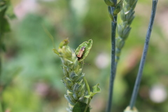 Adelphocoris vandalicus