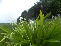 Hymenocallis caribaea