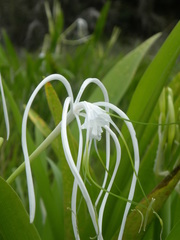 Hymenocallis caribaea
