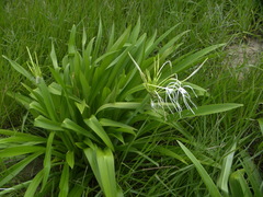 Hymenocallis caribaea