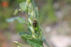 Adelphocoris vandalicus