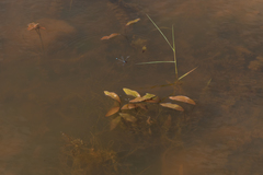 Potamogeton