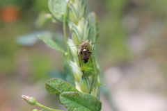 Adelphocoris vandalicus