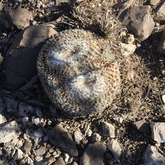 Mammillaria chionocephala