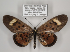 Acraea cepheus