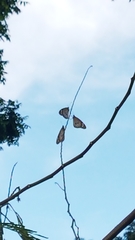 Danaus chrysippus chrysippus