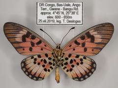 Acraea cepheus