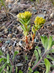 Sedum lanceolatum lanceolatum