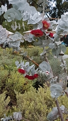 Eucalyptus rhodantha