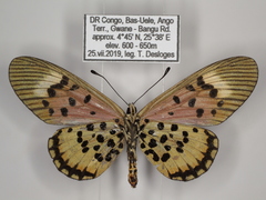 Acraea cepheus