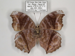 Junonia stygia